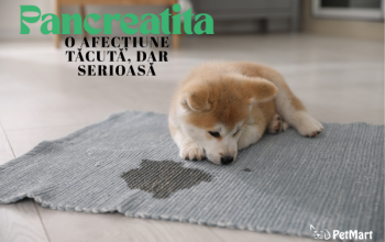 Pancreatita la câine și căței: simptome, cauze frecvente și tratamente recomandate de medici veterinari
