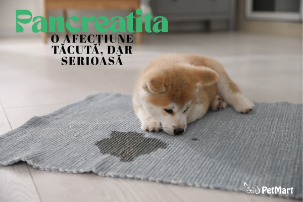 câine care se simtă rău, întins pe jos