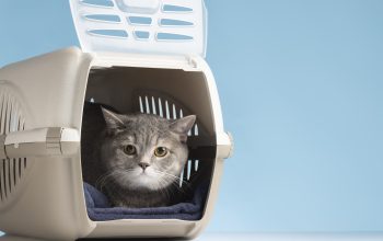 Fara stres la plimbarea cu masina: Ghid pentru transportul pisicii la veterinar sau in excursii