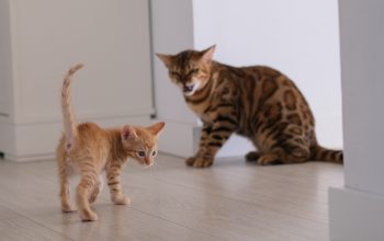 Cum să introduci o pisică nouă într-o casă unde există deja o pisică, fără conflicte